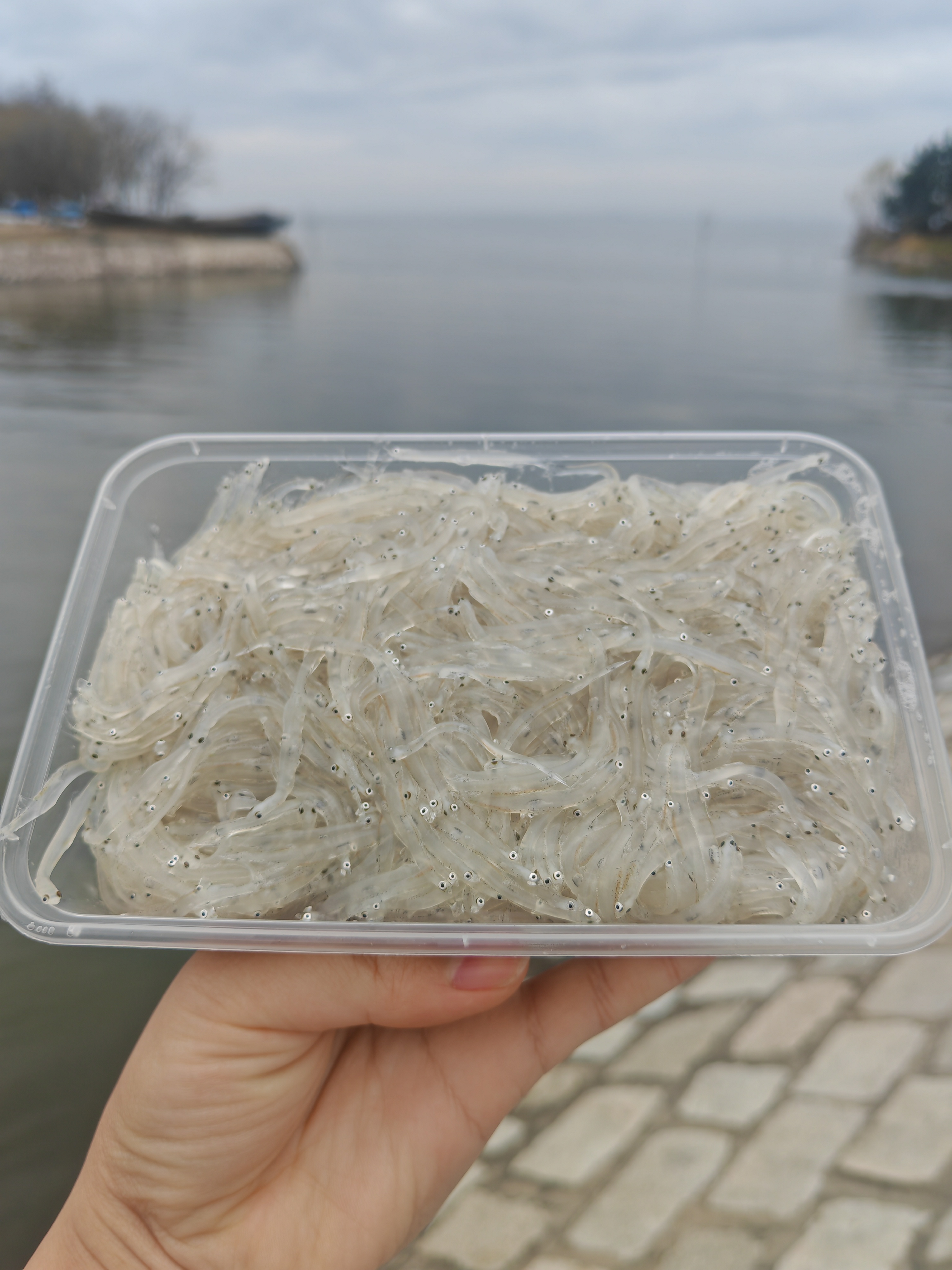 莱西湖银鱼