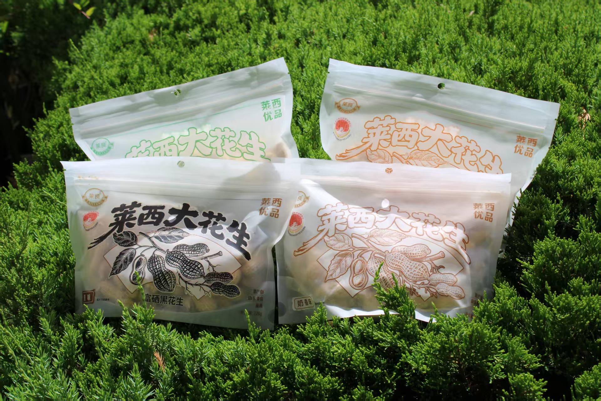 莱西大花生
